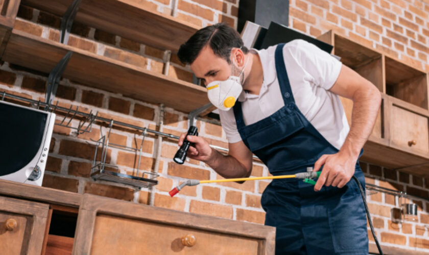 A Guide To Picking the Best Pest Control Company In Singapore